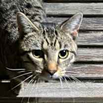 Thumbnail photo of Tony the Tiger #2