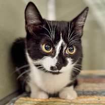 Thumbnail photo of Oreo Cakester #3