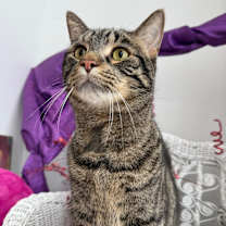 Thumbnail photo of Frog 6416 #1