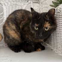 Thumbnail photo of Fine Girl Brandi 55684 #4