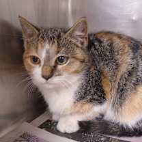 Thumbnail photo of Lindy #4