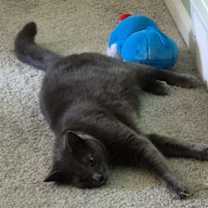 Thumbnail photo of Hughie #1