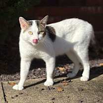 Thumbnail photo of Cat #4