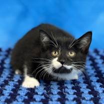 Thumbnail photo of Zuri #1