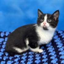 Thumbnail photo of Zelda #1