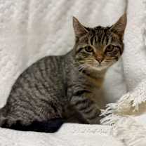 Thumbnail photo of Glacier #1