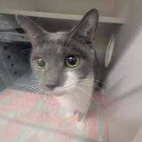 Thumbnail photo of Silvermist #3