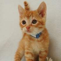 Thumbnail photo of Orange Pekoe #3