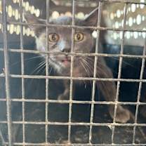 Thumbnail photo of Twinkle #1