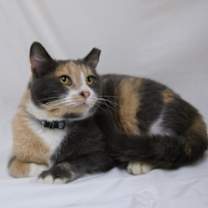 Thumbnail photo of Hypothesis #1