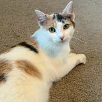 Thumbnail photo of Tiger Tail #3