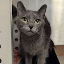 Thumbnail photo of Hippy Hippy Shake - Barn Cat #1