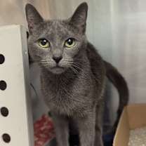 Thumbnail photo of Hippy Hippy Shake - Barn Cat #2