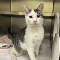 Thumbnail photo of Acrobat #2