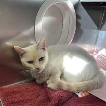 Thumbnail photo of Kimmy #2