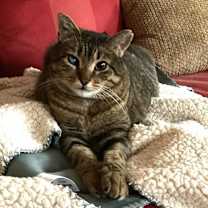 Thumbnail photo of Alakazam #2