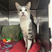 Thumbnail photo of Chioccas #1