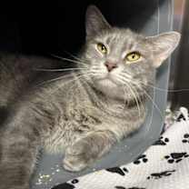 Thumbnail photo of Hildagarde #3