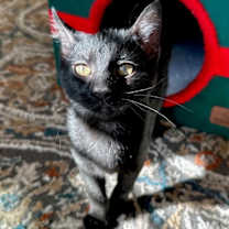 Thumbnail photo of Snooki #3