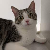 Thumbnail photo of Eel #1