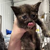 Thumbnail photo of Dolly #1