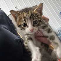 Thumbnail photo of Dulce #1