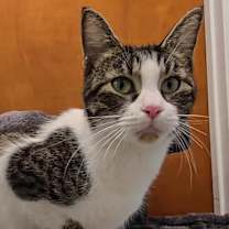 Thumbnail photo of Lin #2