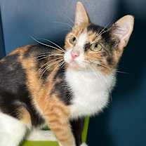 Thumbnail photo of Momo  #1