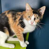 Thumbnail photo of Momo  #3