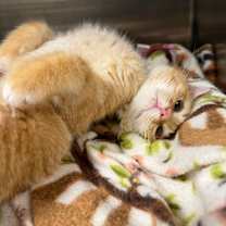 Thumbnail photo of Otis #4