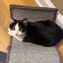 Thumbnail photo of Pine #3