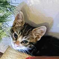 Thumbnail photo of Techno #3