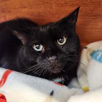 Thumbnail photo of Blaze #2