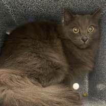 Thumbnail photo of HACC-Stray-32522 #3