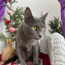 Thumbnail photo of Nickers A-55653 #1