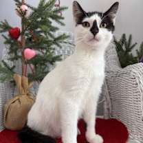 Thumbnail photo of Pudding Recon 55761 #1