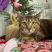 Thumbnail photo of Little Lainey 55657  #3