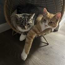 Thumbnail photo of Copper and Lady #1