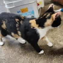 Thumbnail photo of Abigail #3