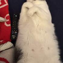 Thumbnail photo of Buddy #3