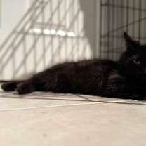 Thumbnail photo of Batman #2