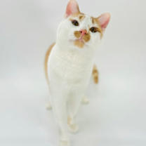 Thumbnail photo of Spoons #3