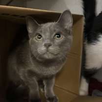 Thumbnail photo of Orion #1