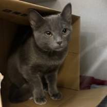 Thumbnail photo of Orion #3