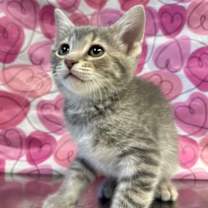 Thumbnail photo of Lake #1