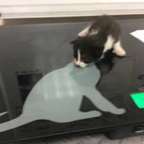 Thumbnail photo of Springer #3