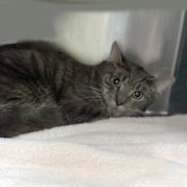 Thumbnail photo of Grayson #2