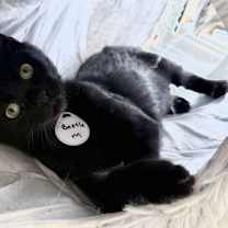 Thumbnail photo of Beetle - Beautiful Baby Bombay -  CCC #2