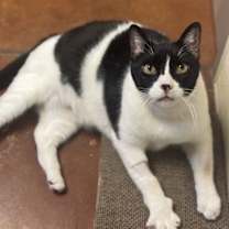 Thumbnail photo of King Kong #2