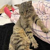 Thumbnail photo of Bobby-“The Hugger” #3